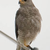 Gray Hawk